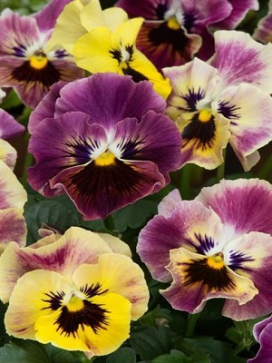 VIOLA Frizzle Sizzle Mini Tapestry